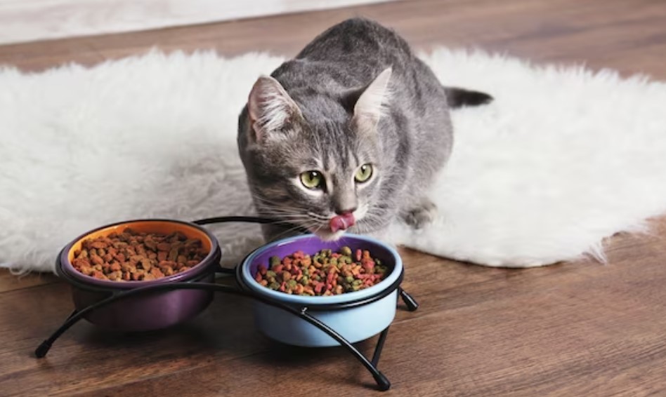 What Are The Signs Of Food Allergies In Pets?