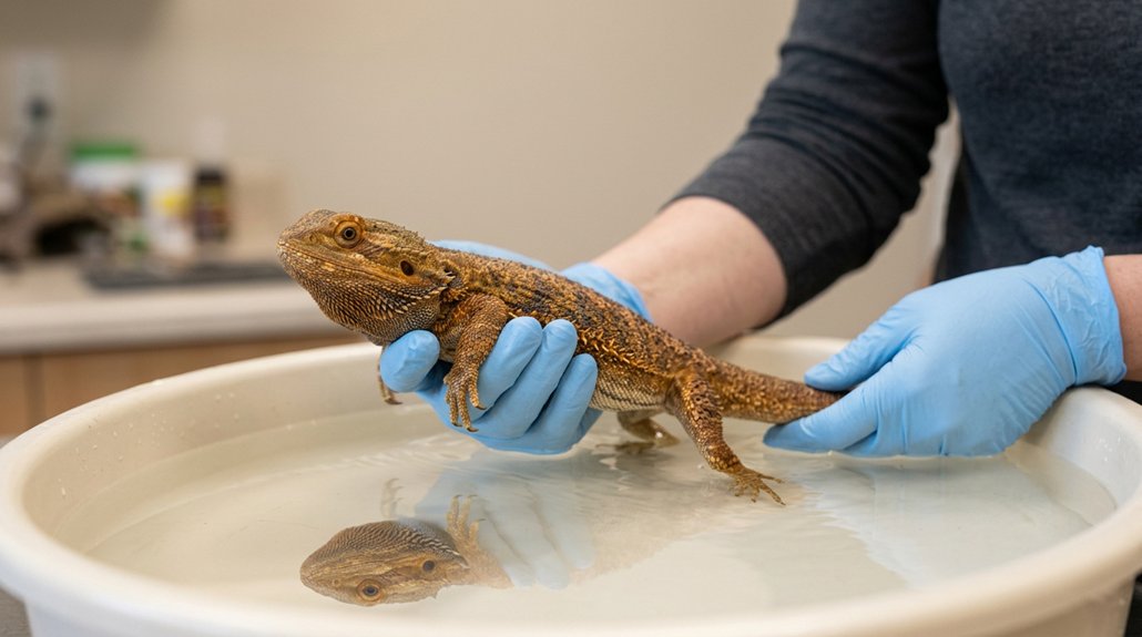 How to Bathe and Handle a Bearded Dragon Safely